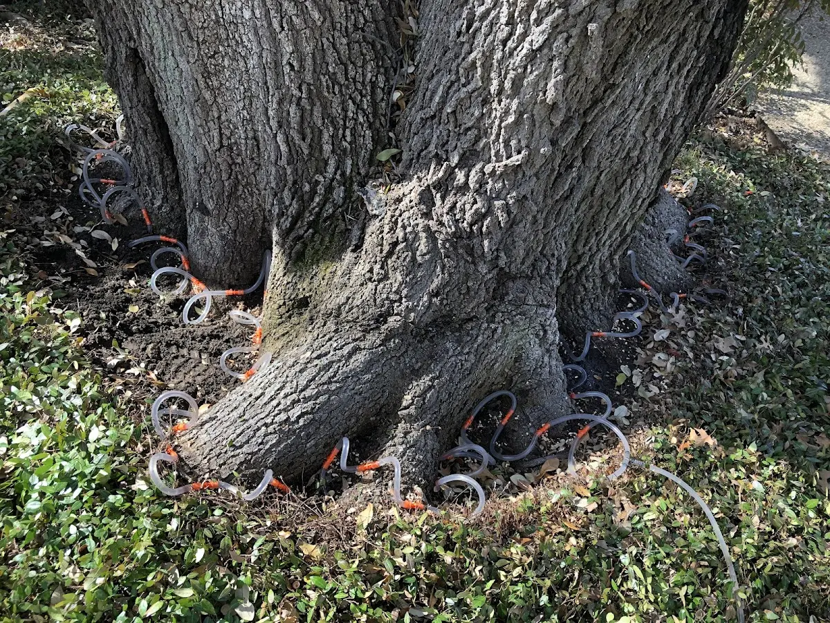 Detailed Tree Cabling and Bracing job site in Hollins