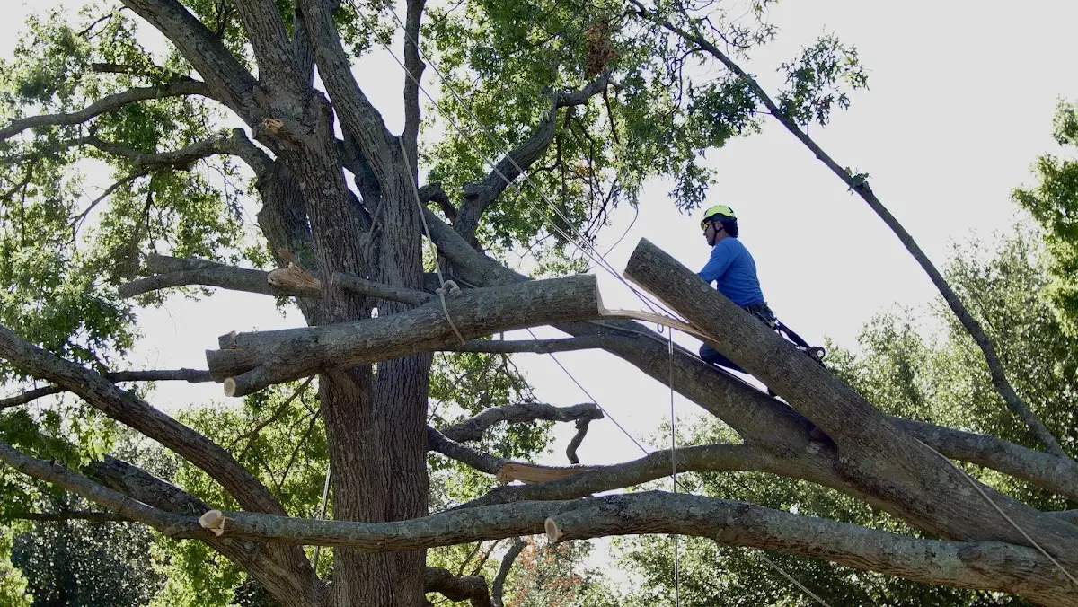 Professional Hazardous Tree Removal performed by certified arborists in Hollins