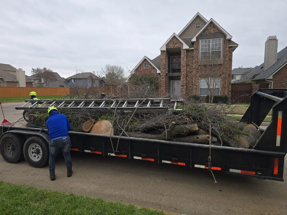 Expert Tree Removal with proper safety equipment in Hollins